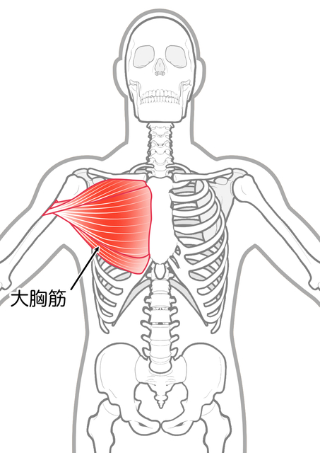 胸の真ん中や鎖骨から腕についている筋肉です